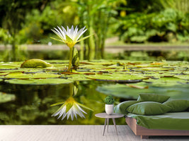 photo-wallpaper-water-lily-in-nature