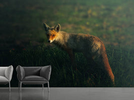 photo-wallpaper-mrfox-x