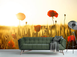 photo-wallpaper-poppy-in-the-sunset