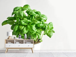 photo-wallpaper-basil-in-the-pot