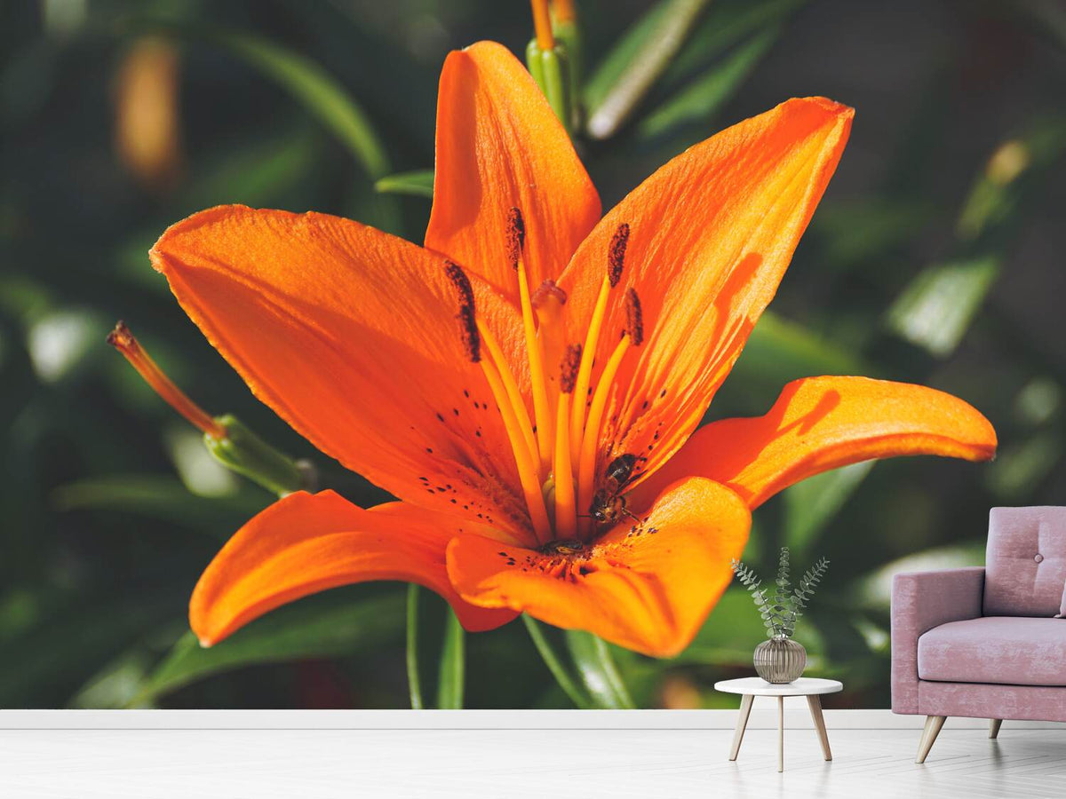 photo-wallpaper-lilies-blossom-in-orange-xl