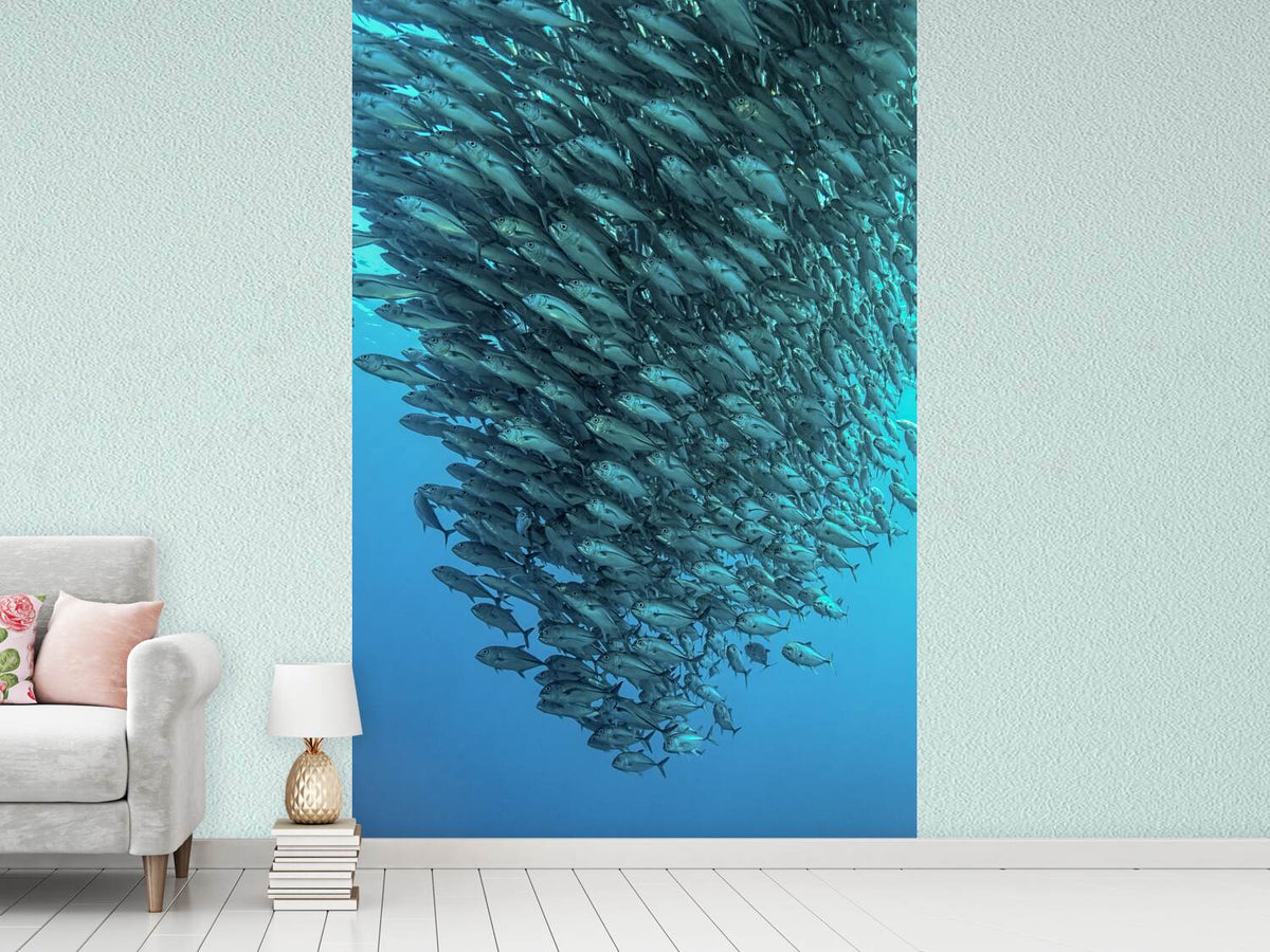 photo-wallpaper-schooling-jackfishes