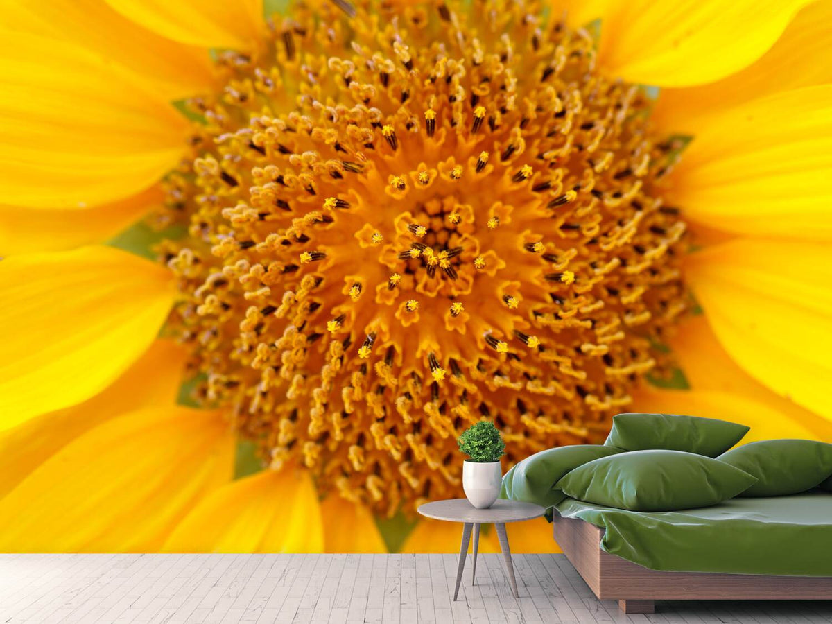 photo-wallpaper-beautiful-buds-of-the-sunflower