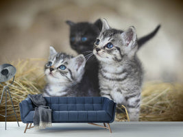 photo-wallpaper-kitten-trio