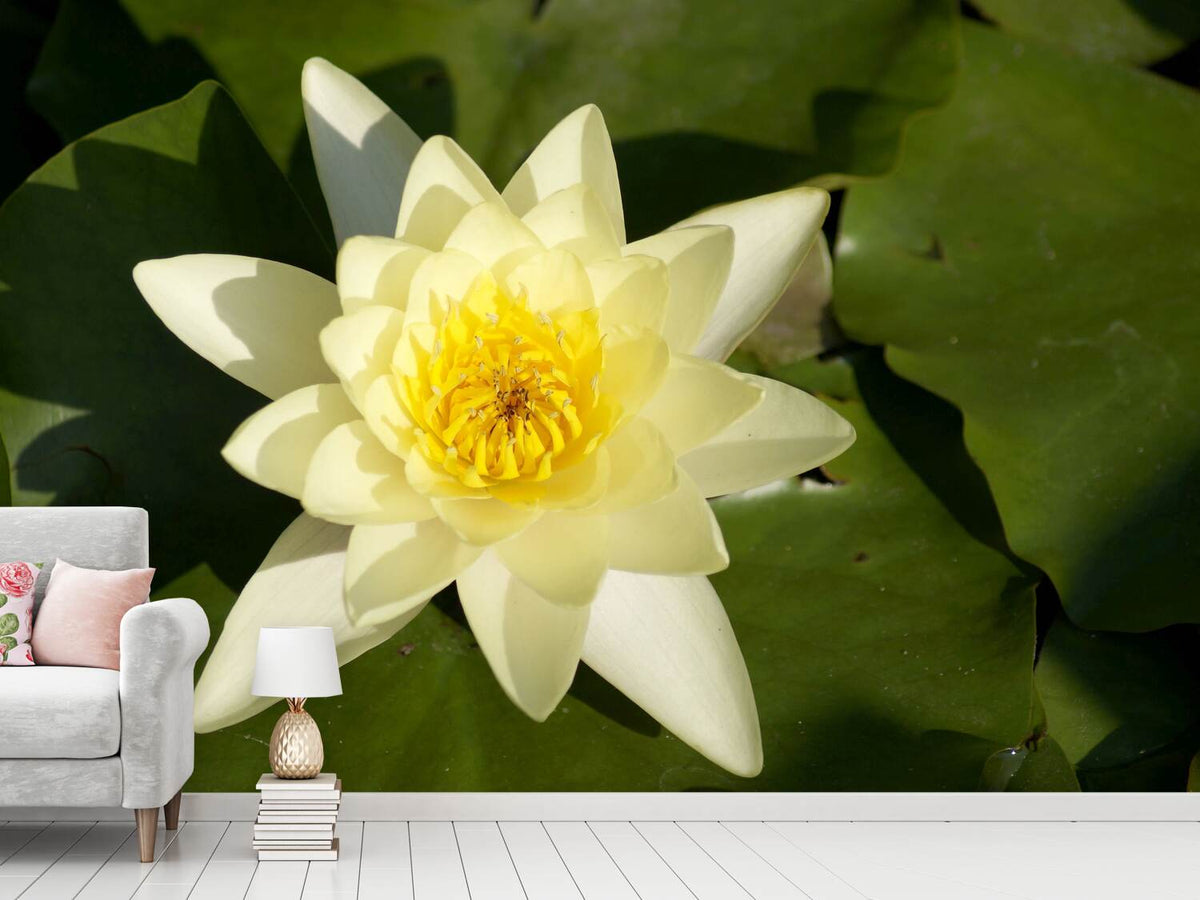 photo-wallpaper-the-water-lily-in-yellow